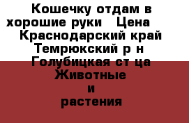 Кошечку отдам в хорошие руки › Цена ­ 1 - Краснодарский край, Темрюкский р-н, Голубицкая ст-ца Животные и растения » Кошки   